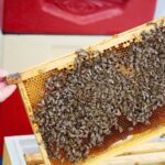 14.05.2020. Kielce. Ule na dachu Spółdzielni Mieszkaniowej Bocianek / Wiktor Taszłow / Radio Kielce