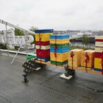 14.05.2020. Kielce. Ule na dachu Spółdzielni Mieszkaniowej Bocianek / Wiktor Taszłow / Radio Kielce