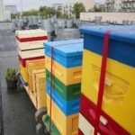 14.05.2020. Kielce. Ule na dachu Spółdzielni Mieszkaniowej Bocianek / Wiktor Taszłow / Radio Kielce