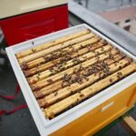 14.05.2020. Kielce. Ule na dachu Spółdzielni Mieszkaniowej Bocianek / Wiktor Taszłow / Radio Kielce