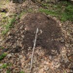 04.05.2020. Rezerwat przyrody Perzowa Góra / Wiktor Taszłow / Radio Kielce