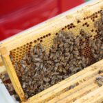 14.05.2020. Kielce. Ule na dachu Spółdzielni Mieszkaniowej Bocianek / Wiktor Taszłow / Radio Kielce