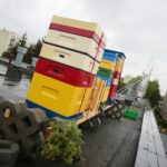 14.05.2020. Kielce. Ule na dachu Spółdzielni Mieszkaniowej Bocianek / Wiktor Taszłow / Radio Kielce