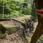 04.05.2020. Rezerwat przyrody Perzowa Góra / Wiktor Taszłow / Radio Kielce