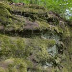 04.05.2020. Rezerwat przyrody Perzowa Góra / Wiktor Taszłow / Radio Kielce