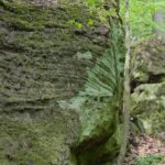 04.05.2020. Rezerwat przyrody Perzowa Góra / Wiktor Taszłow / Radio Kielce