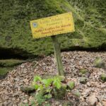 04.05.2020. Rezerwat przyrody Perzowa Góra / Wiktor Taszłow / Radio Kielce