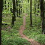 04.05.2020. Rezerwat przyrody Perzowa Góra / Wiktor Taszłow / Radio Kielce