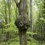 04.05.2020. Rezerwat przyrody Perzowa Góra / Wiktor Taszłow / Radio Kielce