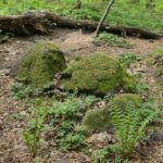 04.05.2020. Rezerwat przyrody Perzowa Góra / Wiktor Taszłow / Radio Kielce