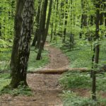 04.05.2020. Rezerwat przyrody Perzowa Góra / Wiktor Taszłow / Radio Kielce