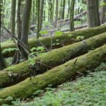 04.05.2020. Rezerwat przyrody Perzowa Góra / Wiktor Taszłow / Radio Kielce