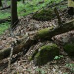 04.05.2020. Rezerwat przyrody Perzowa Góra / Wiktor Taszłow / Radio Kielce