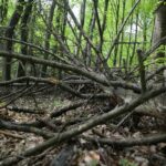 04.05.2020. Rezerwat przyrody Perzowa Góra / Wiktor Taszłow / Radio Kielce