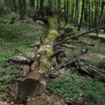 04.05.2020. Rezerwat przyrody Perzowa Góra / Wiktor Taszłow / Radio Kielce