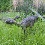 14.05.2020. Bałtów / Wiktor Taszłow / Radio Kielce