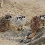 14.05.2020. Bałtów / Wiktor Taszłow / Radio Kielce