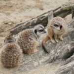 14.05.2020. Bałtów / Wiktor Taszłow / Radio Kielce