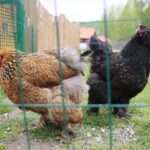 14.05.2020. Bałtów / Wiktor Taszłow / Radio Kielce