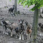 14.05.2020. Bałtów / Wiktor Taszłow / Radio Kielce