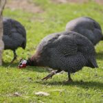 14.05.2020. Bałtów / Wiktor Taszłow / Radio Kielce