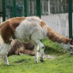 14.05.2020. Bałtów / Wiktor Taszłow / Radio Kielce