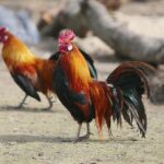 14.05.2020. Bałtów / Wiktor Taszłow / Radio Kielce