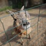 14.05.2020. Bałtów / Wiktor Taszłow / Radio Kielce