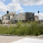 20.05.2020. Kielce. Nieskoszone trawniki / Wiktor Taszłow / Radio Kielce