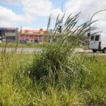 20.05.2020. Kielce. Nieskoszone trawniki / Wiktor Taszłow / Radio Kielce