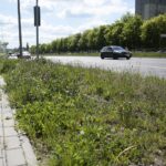 20.05.2020. Kielce. Nieskoszone trawniki / Wiktor Taszłow / Radio Kielce