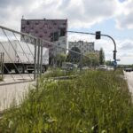 20.05.2020. Kielce. Nieskoszone trawniki / Wiktor Taszłow / Radio Kielce