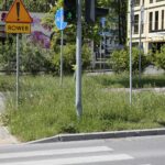 20.05.2020. Kielce. Nieskoszone trawniki / Wiktor Taszłow / Radio Kielce