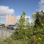 20.05.2020. Kielce. Nieskoszone trawniki / Wiktor Taszłow / Radio Kielce