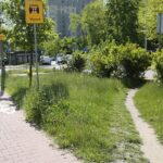 20.05.2020. Kielce. Nieskoszone trawniki / Wiktor Taszłow / Radio Kielce