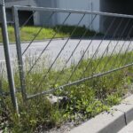 20.05.2020. Kielce. Nieskoszone trawniki / Wiktor Taszłow / Radio Kielce