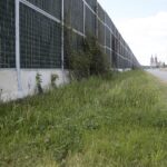 20.05.2020. Kielce. Nieskoszone trawniki / Wiktor Taszłow / Radio Kielce