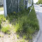 20.05.2020. Kielce. Nieskoszone trawniki / Wiktor Taszłow / Radio Kielce