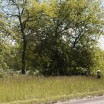 20.05.2020. Kielce. Nieskoszone trawniki / Wiktor Taszłow / Radio Kielce