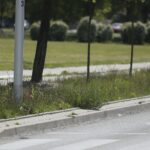 20.05.2020. Kielce. Nieskoszone trawniki / Wiktor Taszłow / Radio Kielce