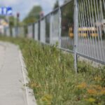 20.05.2020. Kielce. Nieskoszone trawniki / Wiktor Taszłow / Radio Kielce