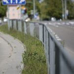 20.05.2020. Kielce. Nieskoszone trawniki / Wiktor Taszłow / Radio Kielce