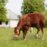 23.05.2020. Tokarnia. Pierwsi goście w skansenie / Wiktor Taszłow / Radio Kielce