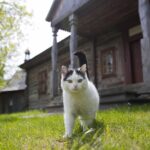 23.05.2020. Tokarnia. Pierwsi goście w skansenie / Wiktor Taszłow / Radio Kielce