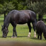 23.05.2020. Tokarnia. Pierwsi goście w skansenie / Wiktor Taszłow / Radio Kielce