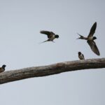 23.05.2020. Tokarnia. Pierwsi goście w skansenie / Wiktor Taszłow / Radio Kielce