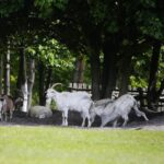 23.05.2020. Tokarnia. Pierwsi goście w skansenie / Wiktor Taszłow / Radio Kielce