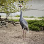 23.05.2020 Lisów. ZOO Leśne Zacisze / Wiktor Taszłow / Radio Kielce