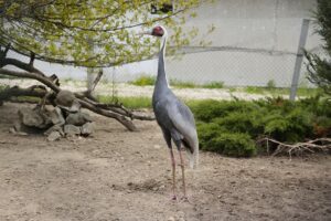 23.05.2020 Lisów. ZOO Leśne Zacisze / Wiktor Taszłow / Radio Kielce