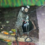 23.05.2020 Lisów. ZOO Leśne Zacisze / Wiktor Taszłow / Radio Kielce